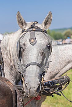 Grey Horse,Close-up of horse. portrait of grey horse