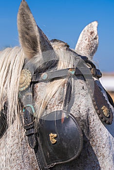 Grey Horse,Close-up of horse. portrait of grey horse