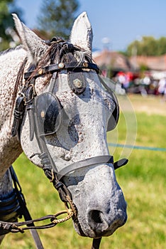 Grey Horse,Close-up of horse. portrait of grey horse