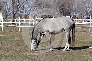 Grey horse in corral