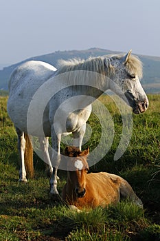 Grey pony foal roaming wild on Dartmoor