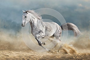 Grey horse in desert