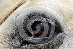 Grey horse eye close up portrait