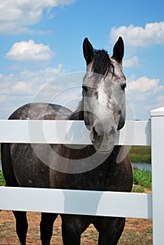 Grey Horse Facing Viewer