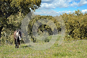 Grey horse in field