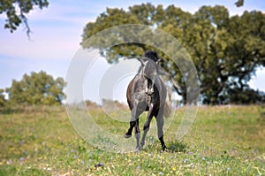 Grey horse in field