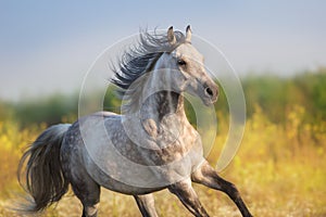 Grey horse free run