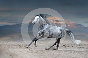 Grey horse galloping