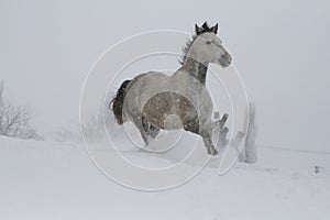 Grey horse galloping on a snow slope in winter.