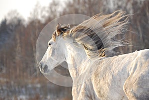 Grey horse gallops