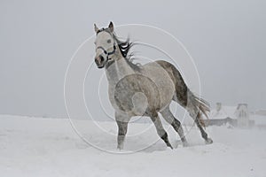 Grey horse gallops on a snow slope hill in winter.