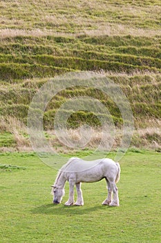 Grey horse grazing