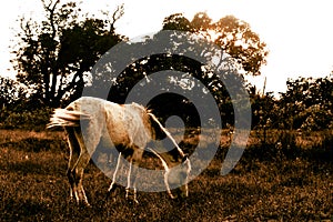 Grey horse grazing in dry pastureland during sunset.