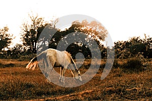Grey horse grazing in dry pastureland during sunset.