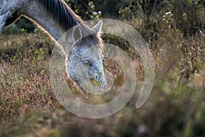 Grey horse grazing on the grass, closeup shot.