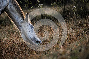 Grey horse grazing on the grass, closeup shot