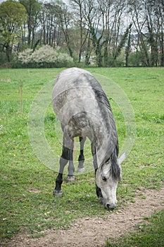 Grey horse grazing grass in a field