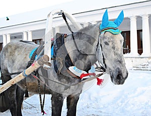 A grey horse is harnessed to a sleigh in winter