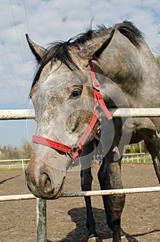 Grey horse head. Close up