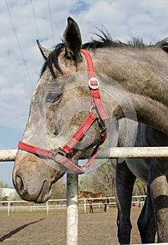 Grey horse head. Close up. Side view