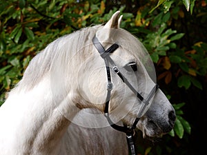 Grey Horse Head Shot