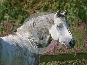 Grey Horse Head Shot