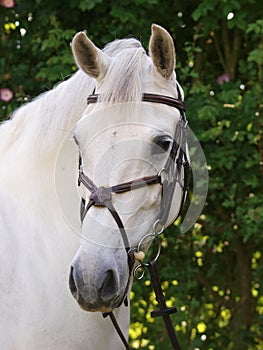 Grey Horse Headshot