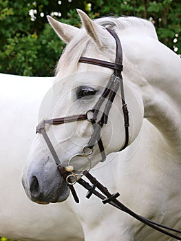 Grey Horse Headshot