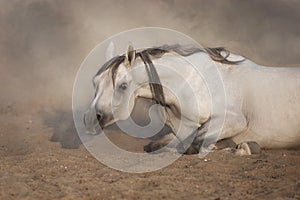 Grey horse lay on sand
