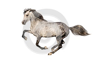 Grey horse with long mane