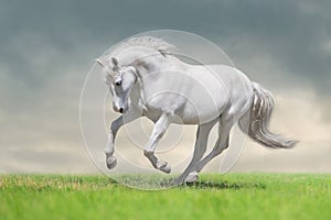 Grey horse with long mane run