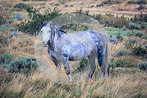 Grey Horse in the mountains of the Torres Del Paine National Park