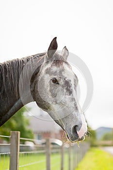 Grey Horse in a Paddock