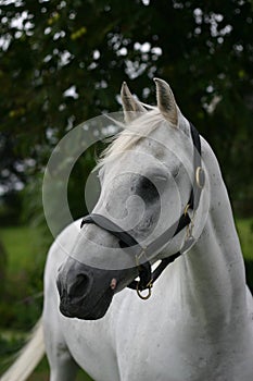 Grey horse portrait