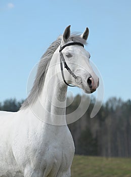 Grey horse, portrait