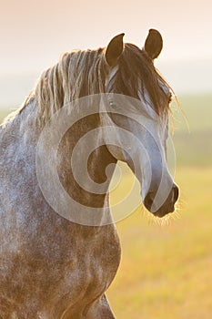 Grey horse portrait