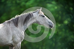 Grey horse portrait