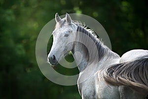 Grey horse portrait