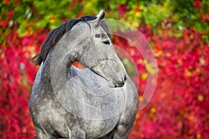 Grey horse portrait in autumn landscape