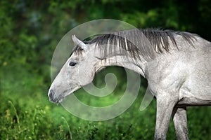 Grey horse portrait