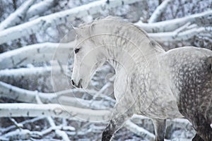 Grey horse portrait