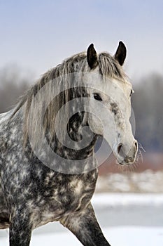 Grey horse portrait