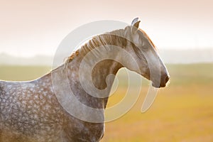 Grey horse portrait