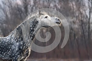 Grey horse portrait in motion