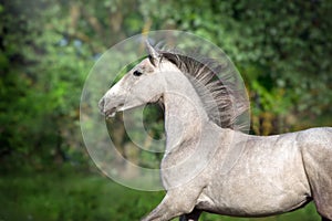 Grey horse portrait