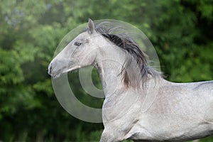 Grey horse portrait