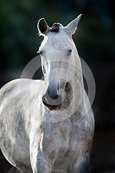 Grey horse portrait
