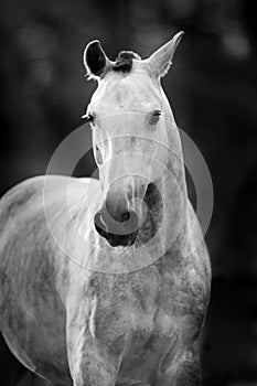 Grey horse portrait