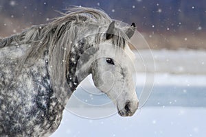 Grey horse portrait in snow