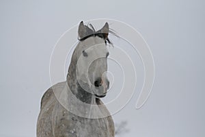 Grey horse portrait on a snow slope hill in winter. Color photo of shades of gray